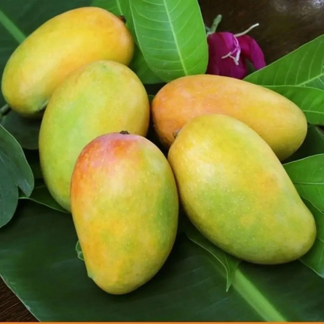 Organic Fresh Kesar Mango